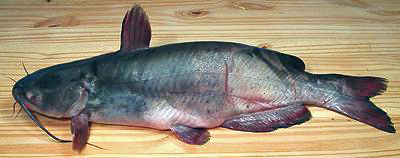 Channel Catfish