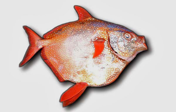 Opah fish