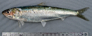 Coho SalmonFish