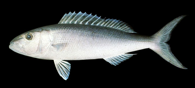 Uku-Fish-Apvir