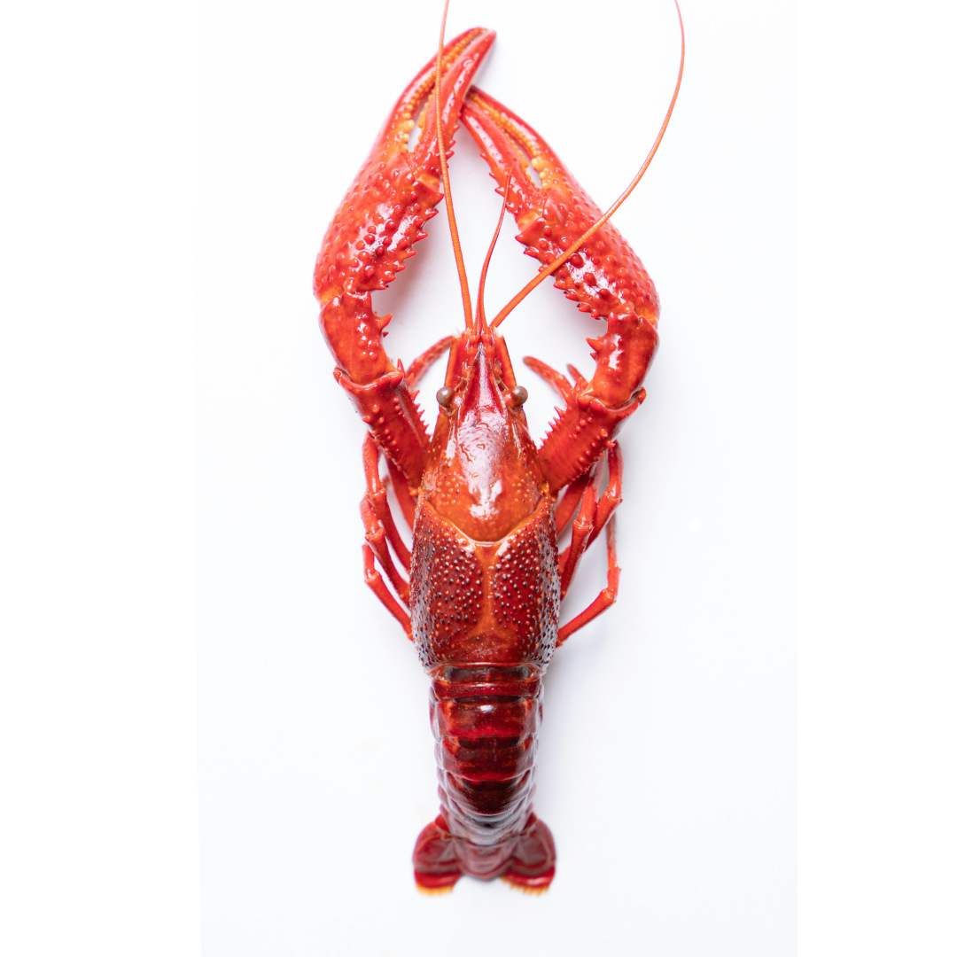 Live Maine Lobster